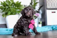 Teddy, a male Portuguese Water Dog for sale in Dundee, OH – Photo 4 of 5