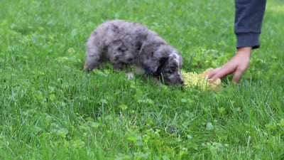 Willow, a female Bernedoodle for sale in Dundee, OH – 8 of 8