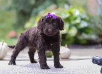 Malorie, a female Portuguese Water Dog for sale in Dundee, OH – Photo 3 of 5