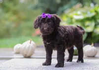 Malorie, a female Portuguese Water Dog for sale in Dundee, OH – Photo 2 of 5