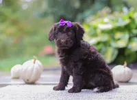Malorie, a female Portuguese Water Dog for sale in Dundee, OH – Photo 5 of 5
