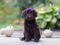 Malorie, a female Portuguese Water Dog for sale in Dundee, OH – Photo 4 of 5