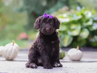 Malorie, a female Portuguese Water Dog for sale in Dundee, OH – Photo 1 of 5