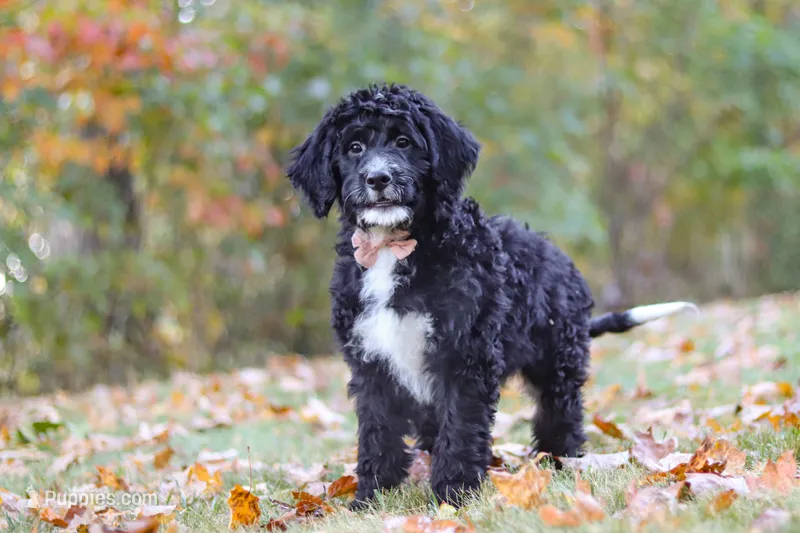 Pumpkin – Bernedoodle puppy for sale in Dundee, OH