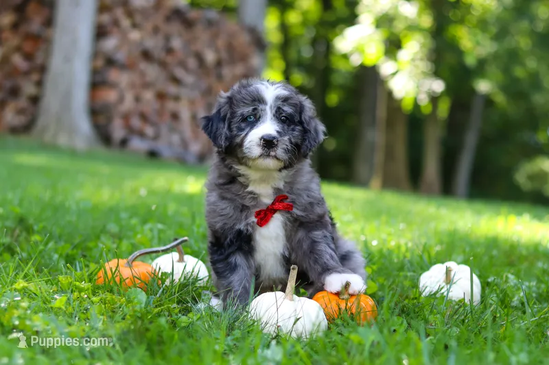 Chester – Bernedoodle puppy for sale in Dundee, OH