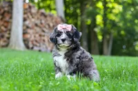 Willow, a female Bernedoodle for sale in Dundee, OH – 2 of 8