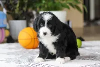 Jaxon, a male Bernedoodle for sale in Dundee, OH – Photo 2 of 5