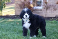 Jaxon, a male Bernedoodle for sale in Dundee, OH – Photo 5 of 5