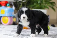 Jaxon, a male Bernedoodle for sale in Dundee, OH – Photo 5 of 5