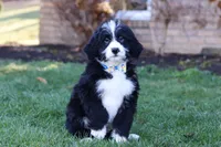 Jaxon, a male Bernedoodle for sale in Dundee, OH – Photo 2 of 5