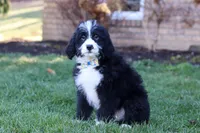 Jaxon, a male Bernedoodle for sale in Dundee, OH – Photo 3 of 5