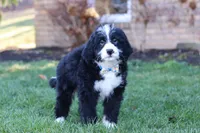 Jaxon, a male Bernedoodle for sale in Dundee, OH – Photo 4 of 5