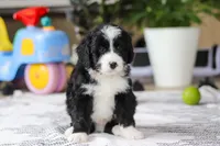 Jaxon, a male Bernedoodle for sale in Dundee, OH – Photo 1 of 5