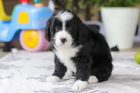 Jaxon, a male Bernedoodle for sale in Dundee, OH – Photo 3 of 5