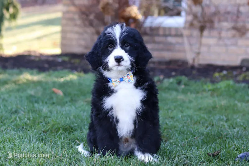 Jaxon – Bernedoodle puppy for sale in Dundee, OH