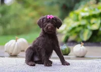 Brianna, a female Portuguese Water Dog for sale in Dundee, OH – Photo 3 of 5
