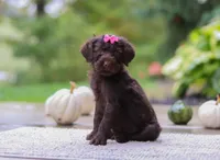 Brianna, a female Portuguese Water Dog for sale in Dundee, OH – Photo 5 of 5