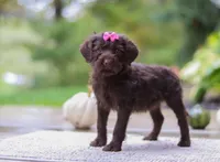 Brianna, a female Portuguese Water Dog for sale in Dundee, OH – Photo 4 of 5