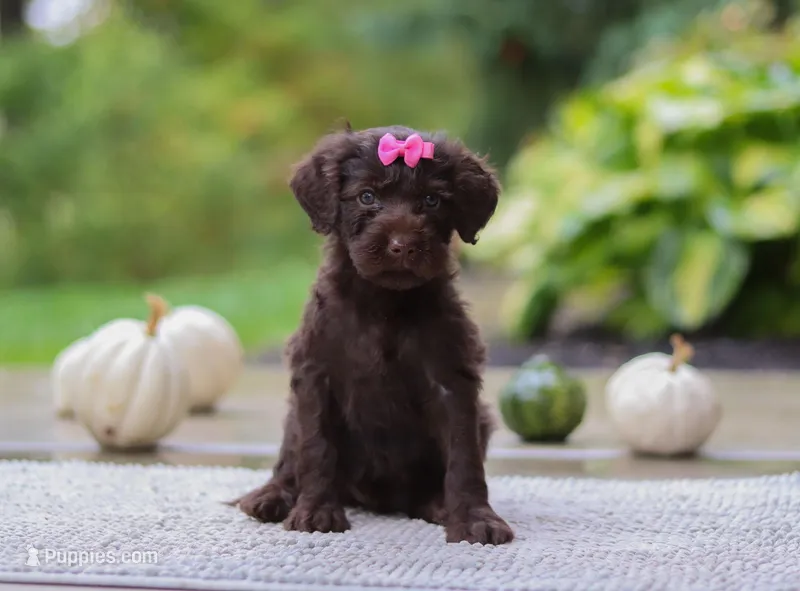 Brianna, a female Portuguese Water Dog for sale in Dundee, OH – Photo 1 of 5