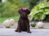 Brianna, a female Portuguese Water Dog for sale in Dundee, OH – Photo 1 of 5