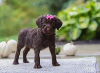 Brianna, a female Portuguese Water Dog for sale in Dundee, OH – Photo 2 of 5