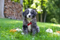 Chester, a male Bernedoodle for sale in Dundee, OH – 5 of 9