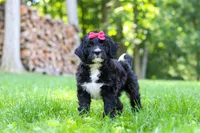 Pumpkin, a female Bernedoodle for sale in Dundee, OH – 4 of 9