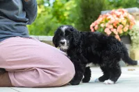 Blake, a male Bernedoodle for sale in Dundee, OH – 6 of 7