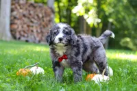 Chester, a male Bernedoodle for sale in Dundee, OH – 8 of 9