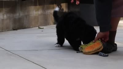Blake, a male Bernedoodle for sale in Dundee, OH – 7 of 7