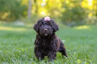 Kenya, a female Portuguese Water Dog for sale in Dundee, OH – Photo 5 of 7