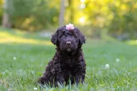 Kenya, a female Portuguese Water Dog for sale in Dundee, OH – Photo 1 of 7