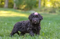 Kenya, a female Portuguese Water Dog for sale in Dundee, OH – Photo 6 of 7
