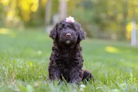 Kenya, a female Portuguese Water Dog for sale in Dundee, OH – Photo 4 of 7