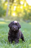 Kenya, a female Portuguese Water Dog for sale in Dundee, OH – Photo 7 of 7