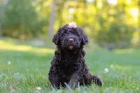 Kenya, a female Portuguese Water Dog for sale in Dundee, OH – Photo 3 of 7