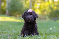 Kenya, a female Portuguese Water Dog for sale in Dundee, OH – Photo 2 of 7