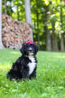 Pumpkin, a female Bernedoodle for sale in Dundee, OH – 2 of 9