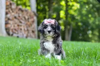 Willow, a female Bernedoodle for sale in Dundee, OH – 5 of 8