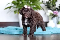 Molly, a female Portuguese Water Dog for sale in Dundee, OH – Photo 1 of 4