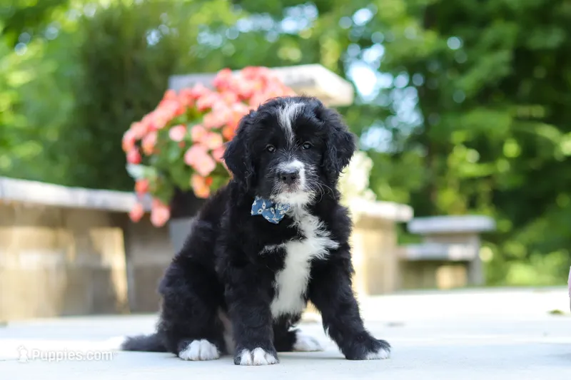 Blake – Bernedoodle puppy for sale in Dundee, OH