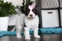 Lindsey, a female Portuguese Water Dog for sale in Dundee, OH – Photo 4 of 5