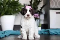 Lindsey, a female Portuguese Water Dog for sale in Dundee, OH – Photo 1 of 5