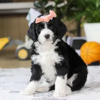 Julia, a female Bernedoodle for sale in Dundee, OH – Photo 2 of 5