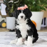 Julia, a female Bernedoodle for sale in Dundee, OH – Photo 3 of 5