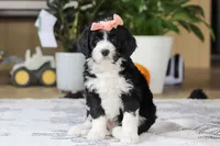 Julia, a female Bernedoodle for sale in Dundee, OH – Photo 3 of 5