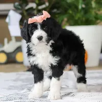 Julia, a female Bernedoodle for sale in Dundee, OH – Photo 5 of 5