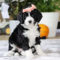Julia, a female Bernedoodle for sale in Dundee, OH – Photo 1 of 5