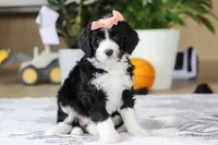 Julia, a female Bernedoodle for sale in Dundee, OH – Photo 1 of 5