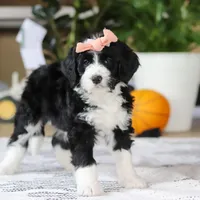 Julia, a female Bernedoodle for sale in Dundee, OH – Photo 4 of 5